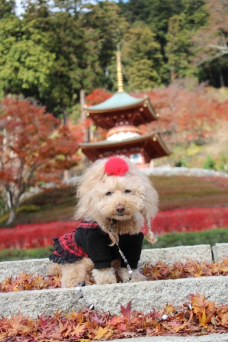 勝尾寺