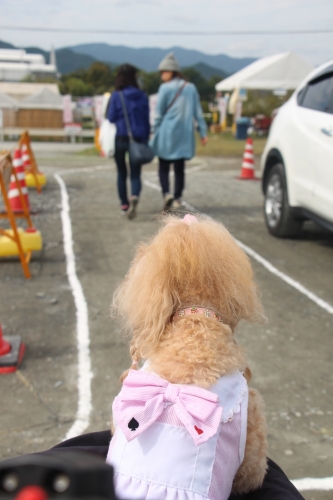 夢コスモス園