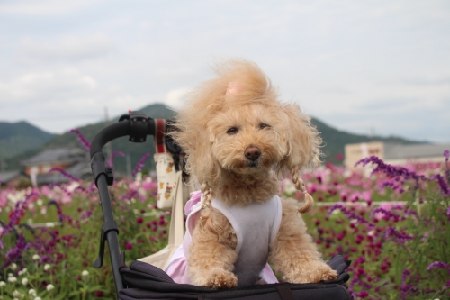 夢コスモス園