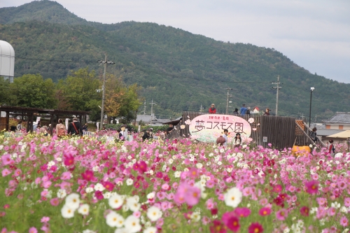 夢コスモス園