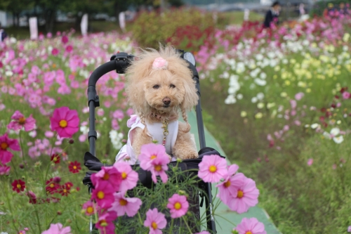 夢コスモス園