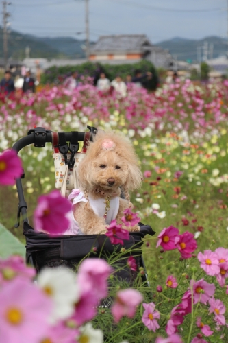 夢コスモス園