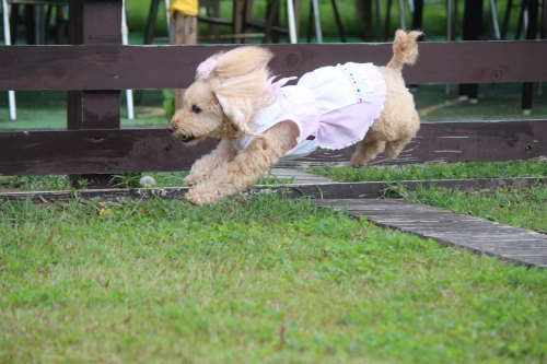 夢コスモス園