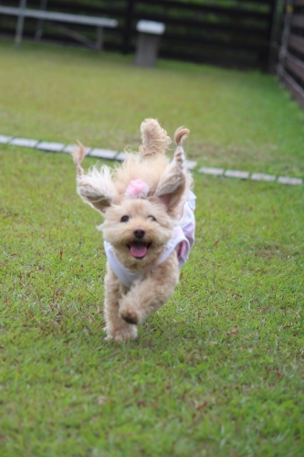 夢コスモス園