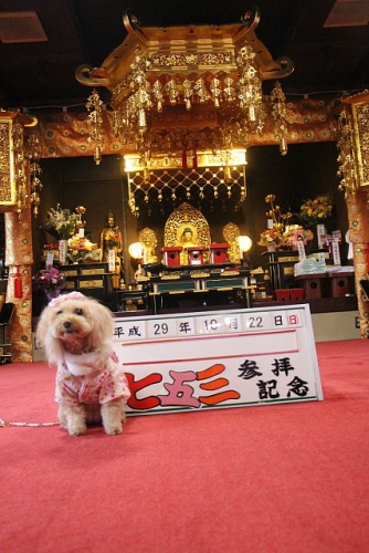 宝塚動物霊園七五三