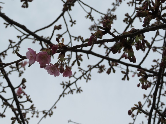 9C01　河津桜1分咲き　0221