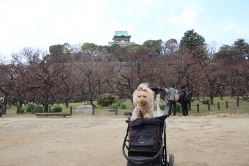 大阪城梅林