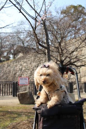 大阪城梅林