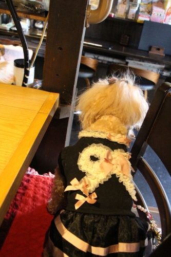 Bistro Cafe +Dog Rencontre