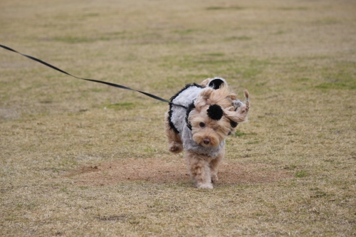 舞子公園