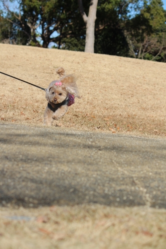 石人の星公園