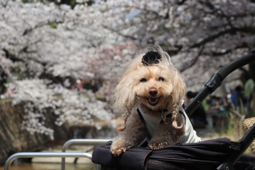 夙川