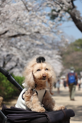 夙川