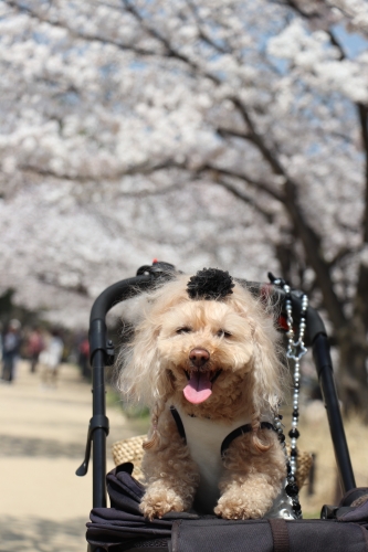 夙川