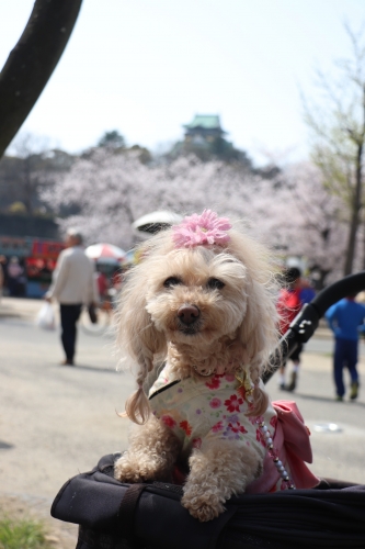 大阪城公園