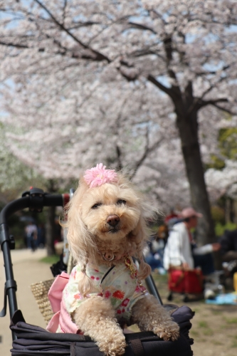 大阪城公園