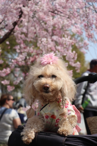 大阪城公園