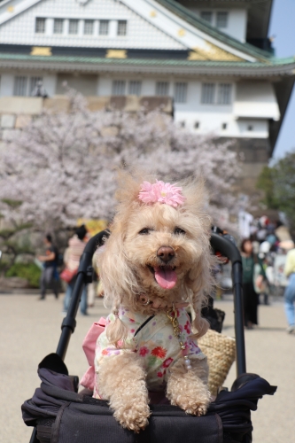 大阪城公園