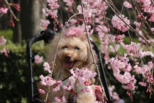 大阪城公園