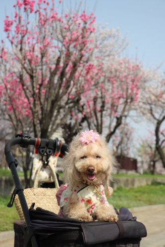 大阪城公園