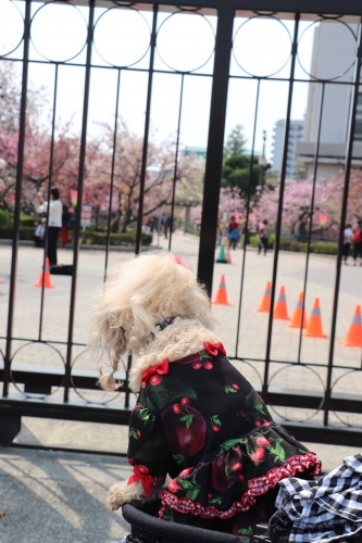 桜ノ宮公園