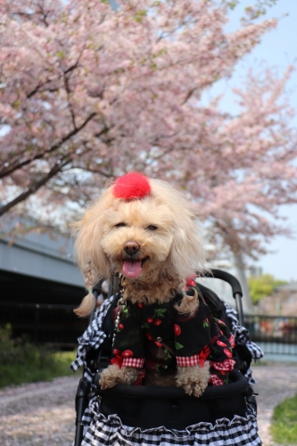 桜ノ宮公園