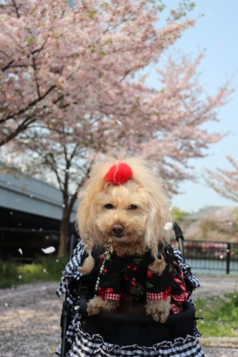 桜ノ宮公園