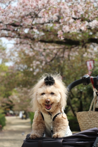 郡山城