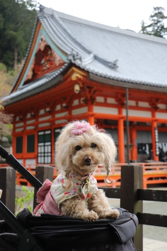 勝尾寺