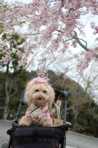 勝尾寺