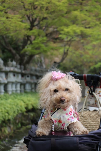 勝尾寺