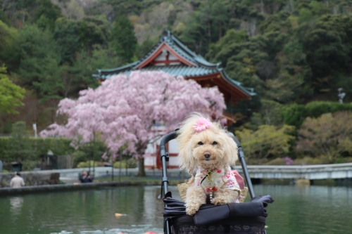 勝尾寺