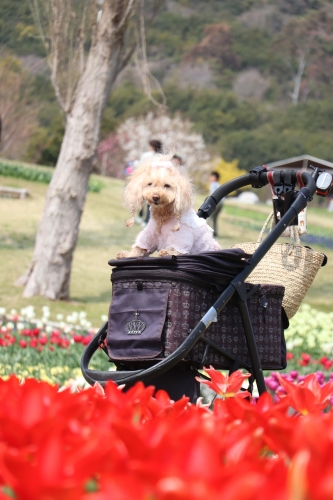 明石海峡公園