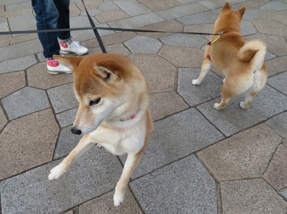 3D03　麦ちゃん　柴犬1才11ヶ月　0509