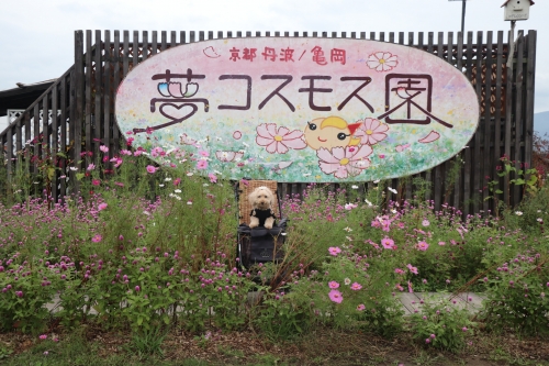 夢コスモス園