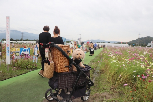 夢コスモス園