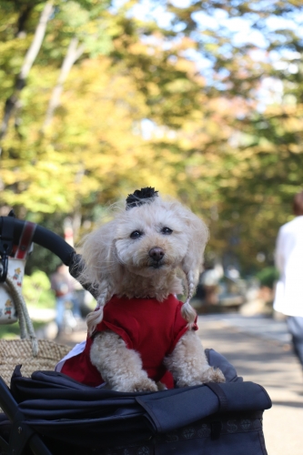 靭公園