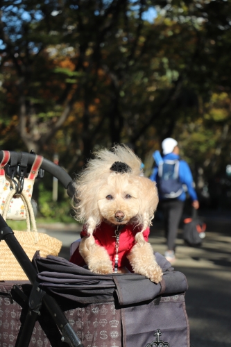 靭公園