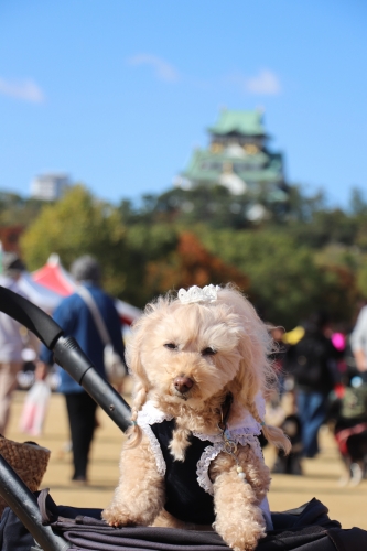 動物愛護フェスティバル