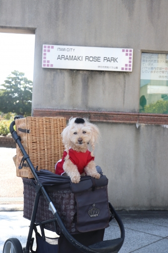 荒牧バラ公園