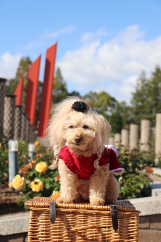 荒牧バラ公園