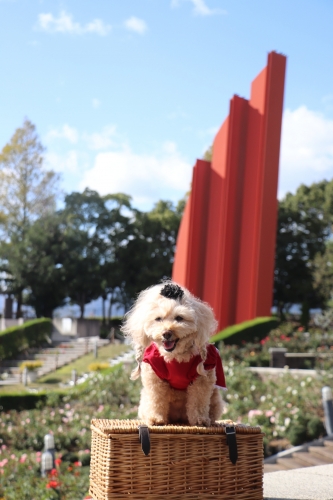 荒牧バラ公園