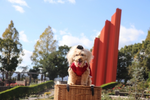 荒牧バラ公園