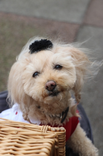 荒牧バラ公園