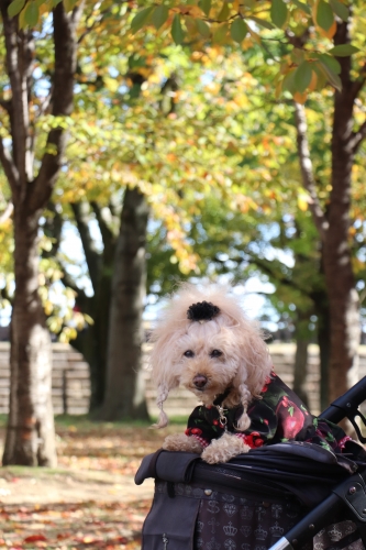 大阪城公園