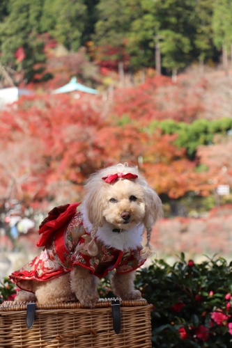 勝尾寺