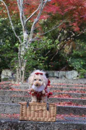 勝尾寺