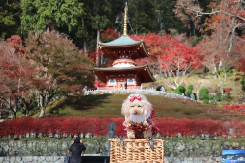 勝尾寺