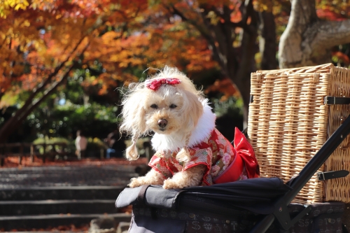 勝尾寺