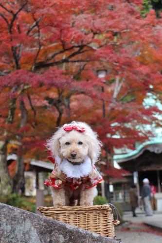 勝尾寺